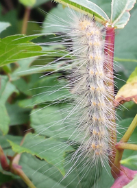 Fall Webworm